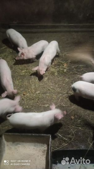 Поросенок ландрас