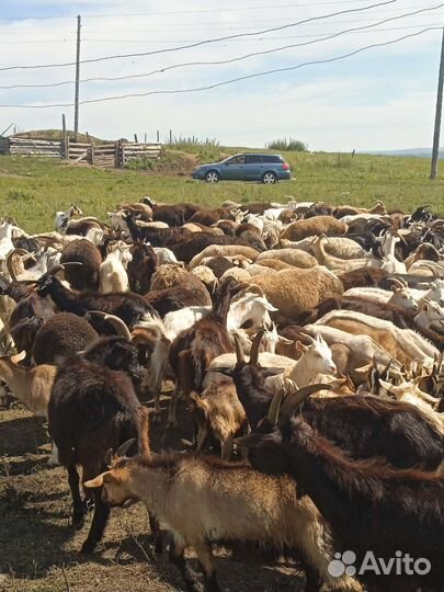 Овцы бараны