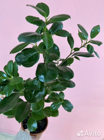 Фикус Microcarpa Moclame 3ствола