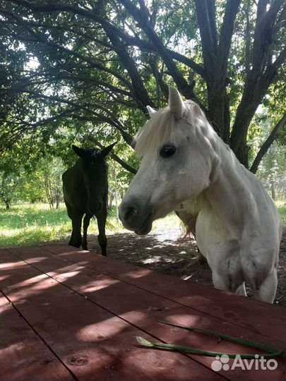 Постой для лошадей