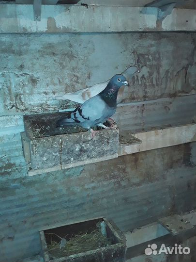 Голуби спортивные чехи