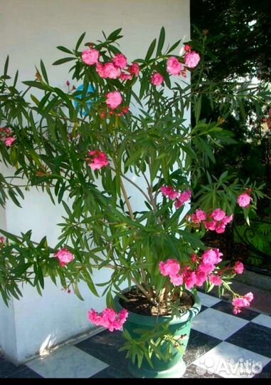 Олеандр махровый
