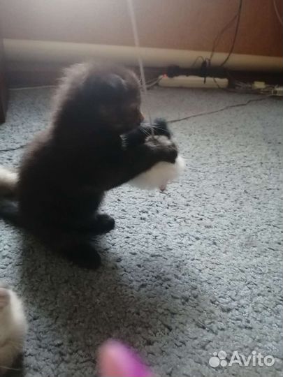 Котята вислоушки