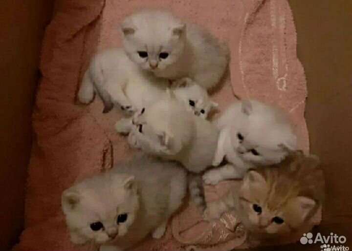 Британский кот вязка