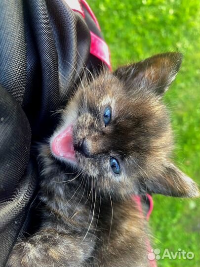 Космический котёнок-девочка