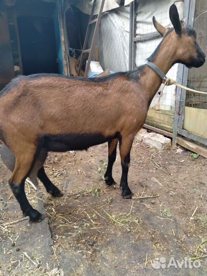 Коза чешская бурая 100