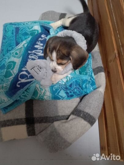 Щенки бигль