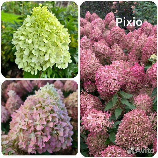 Гортензия метельчатая