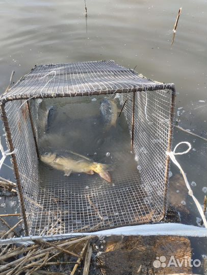 Платная рыбалка ростов на дону ст. Кривянская