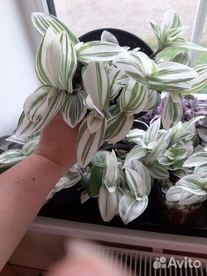 Комнатные цветы