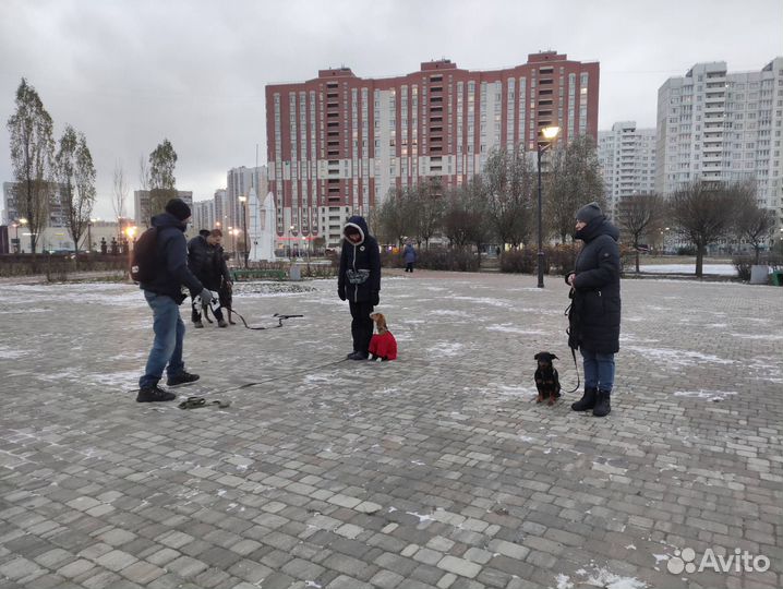 Групповая дрессировка собак