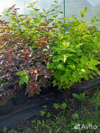 Пузыреплодник калинолистный