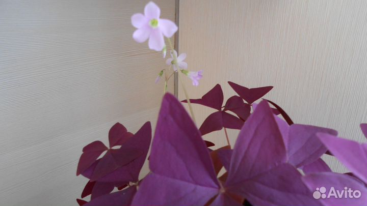 Кислица оксалис