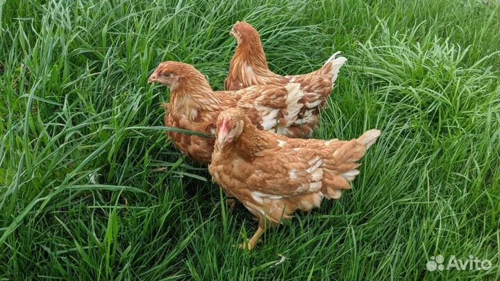 Куры молодки