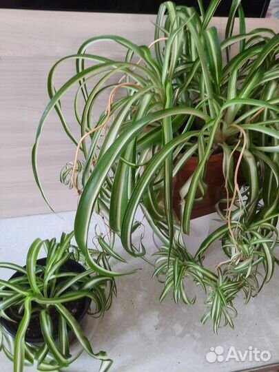 Комнатные цветы