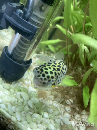 Тетрадон зеленый