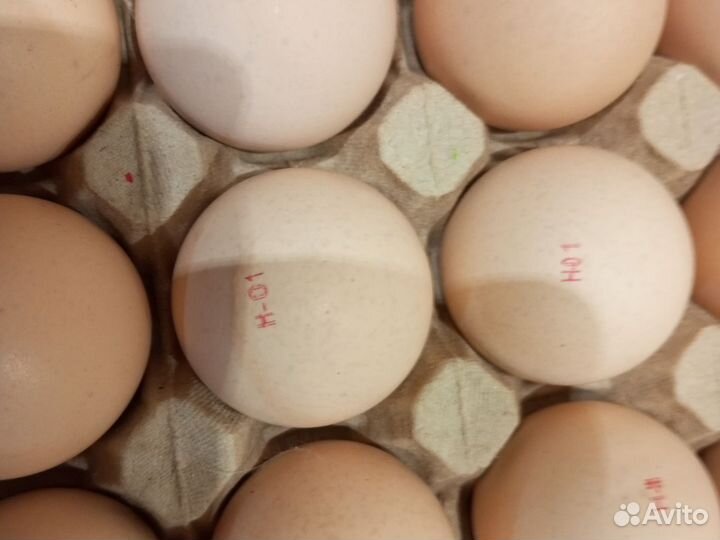 Инкубационное яйцо бройлера