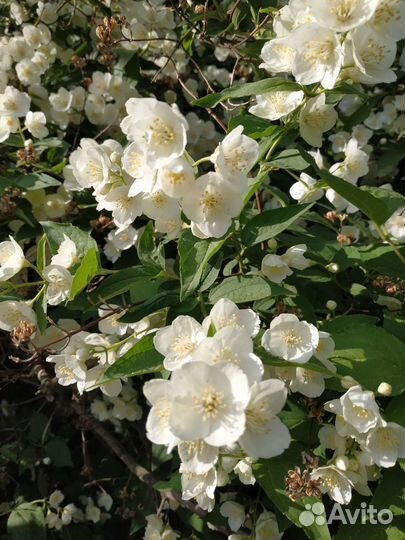 Клематис кустовой