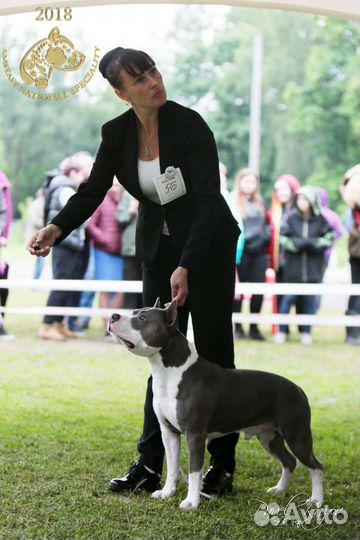 Хендлер, подготовка к выставке
