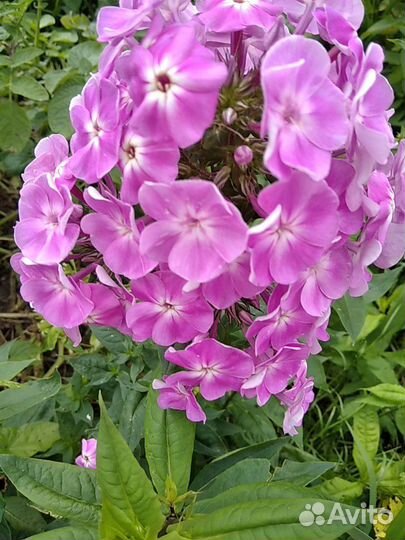 Флоксы сортовые.На посадку