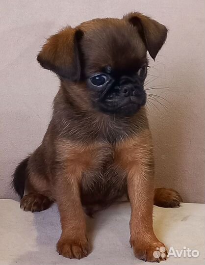 Брюссельский гриффон и птибрабансон