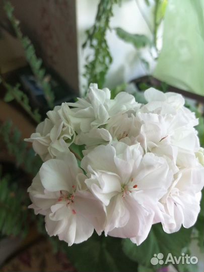 Пеларгония сортовая