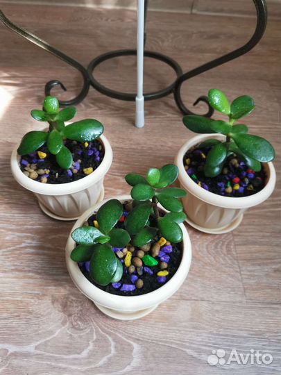 Крассула толстянка