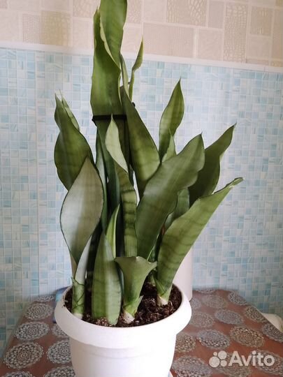 Сансевиерия