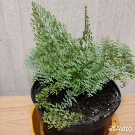 Папоротники сортовые