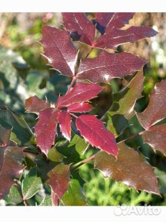 Многолетние растения Магония падуболистная