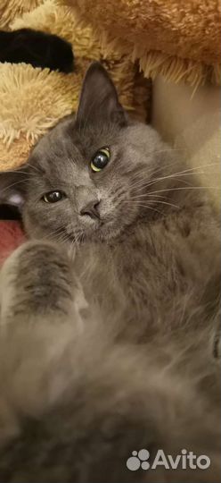 Изумительный Морис молодой котик