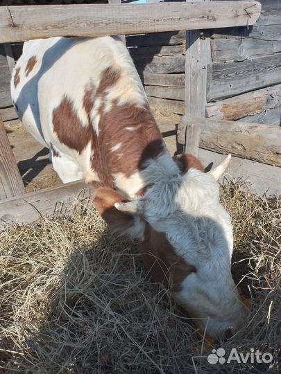 Бык на племя