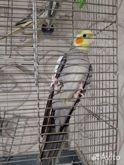 Попугай корелла с клеткой