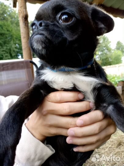 Щенки пти брабансона