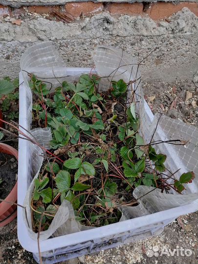 Рассада клубники не ремонтантная