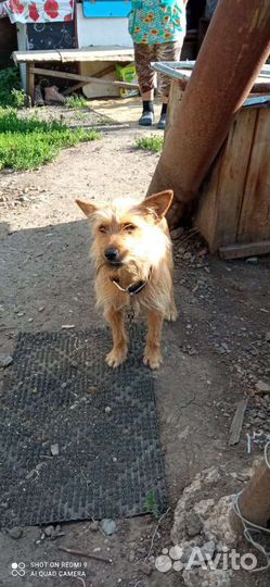 Собака кобель небольшой в хорошие руки бесплатно