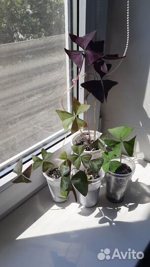 Оксалис (кислица) 4 сорта