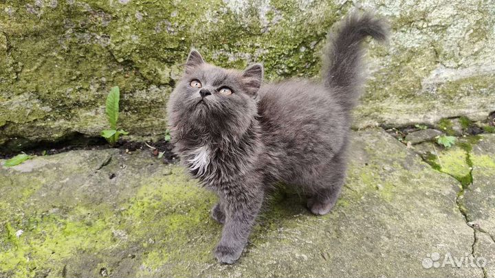 Котенок в дар бесплатно
