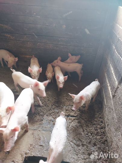 Продам поросят
