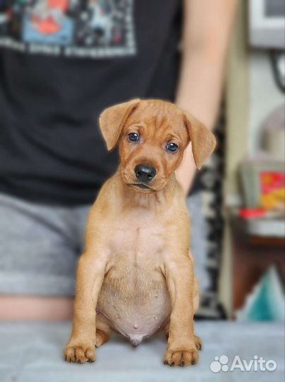 Щенки немецкого пинчера