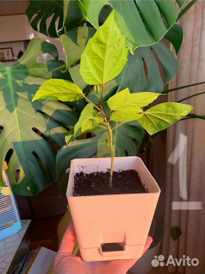 Гибискус, денежное дерево