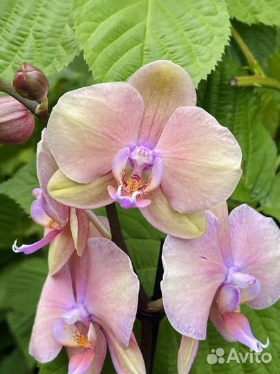 Орхидея фаленопсис радуга сапорита