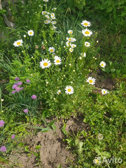 Мелисса,тархун,шнитт лук,ромашка,ирис