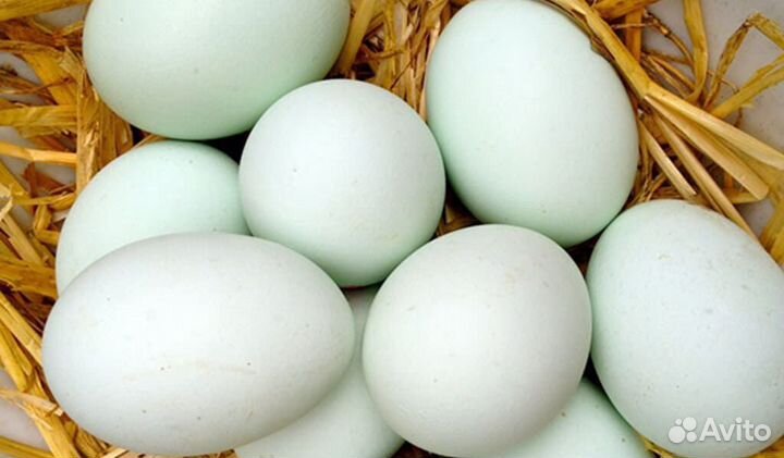 Яйцо инкубационное утиное