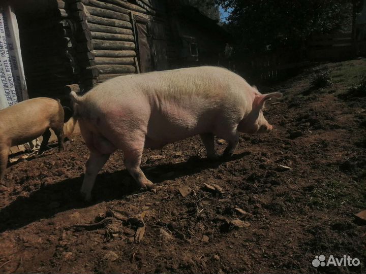 Хряк на племя