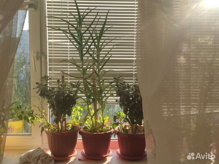 Алоэ лечебный