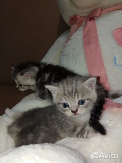 Котенок