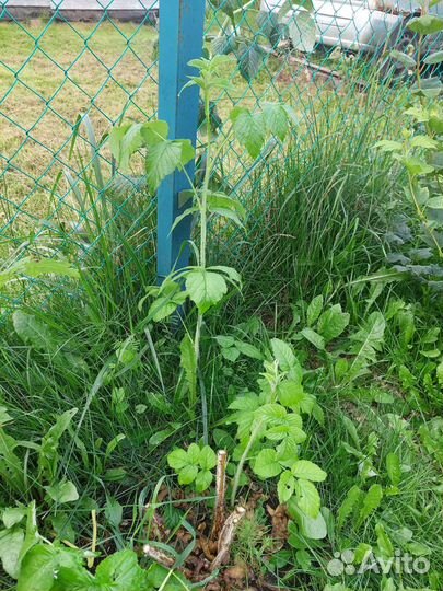 Желтая малина