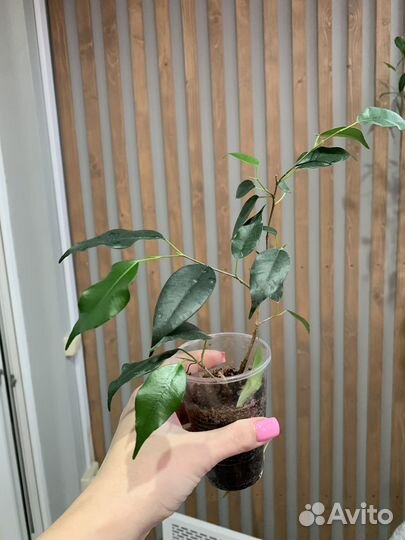 Фикус бенджамина