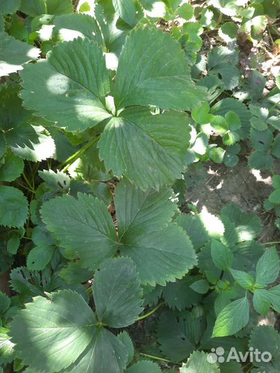 Рассада клубники ремонтантной